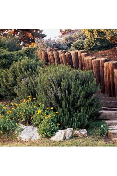 Rosmarinus officinalis Blue Winter – зелений акцент саду